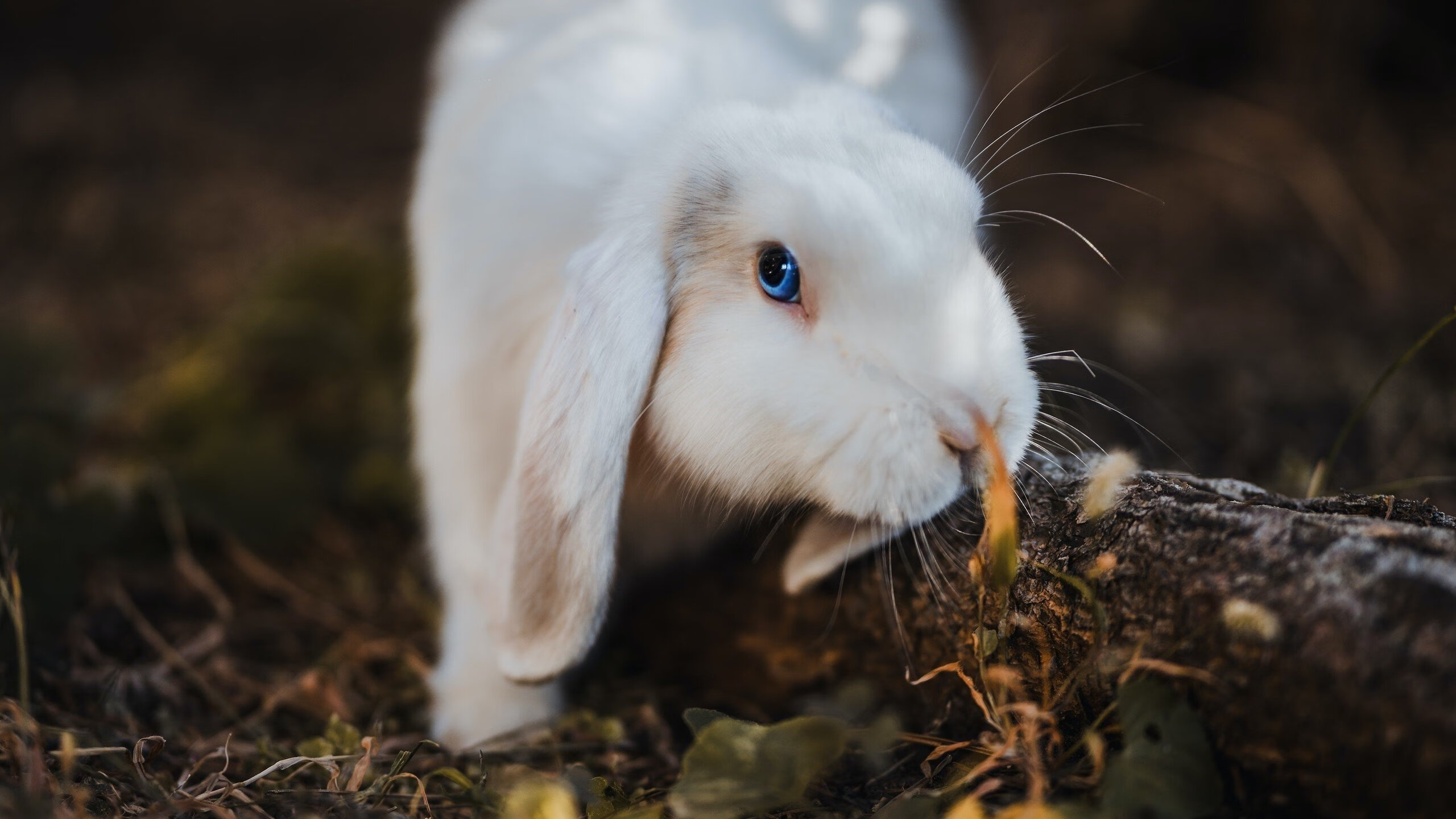 快船计划设立球员心理康复专区，重视精神健康，快船队核心球员