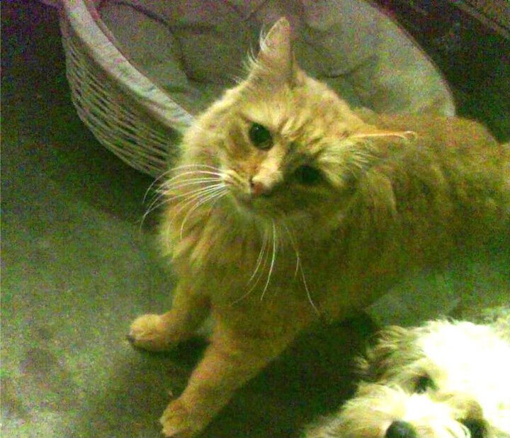 即时战术分析与回放，让比赛更精彩更公平，即时战术战斗