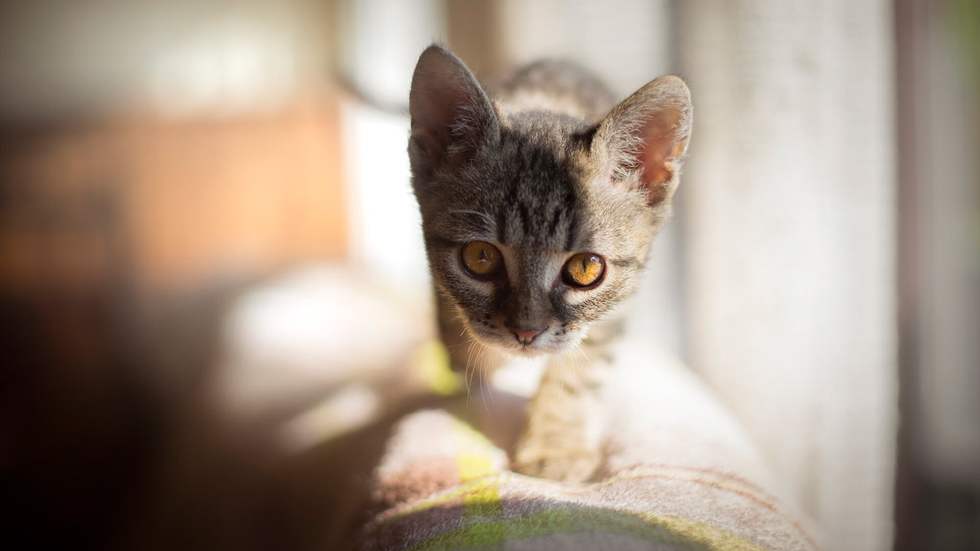 在一次经典对决中，库里连续两节投中九个三分球，带领勇士轻松取胜！